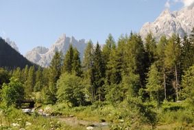 dolomites mountains trees