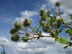 arctium lappa burdock burr plant
