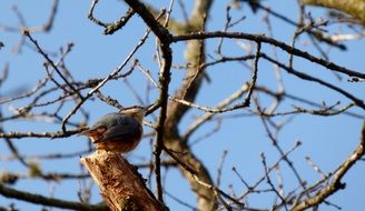 sitting bird on a tree branch in nature