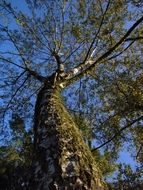 Green moss on the birch trees