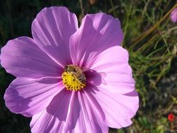 stunning purple flower