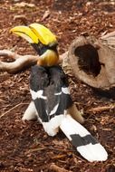 tucan with big beak