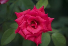 red rose flower with green leaves