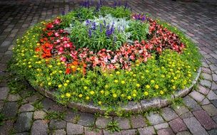Colorful garden flowers