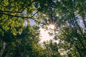 sun rays in tree green branches