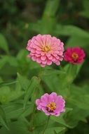 beautiful pink flowers in the flowerbed