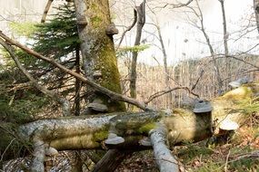 tree mushroom on tree