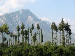 picturesque landscape with tall trees in front of foggy mountains, turkey, kemer