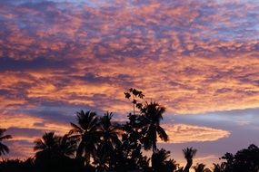 silhouettes palm trees sunset