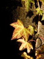 autumn ivy leaf