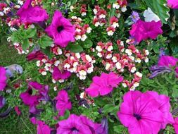 Picture of the purple plants in a garden