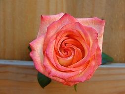 pink rosa flower