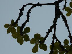 bottom view of the plant with unusual branches