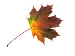 maple leaf free autumn