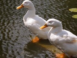 two white ducks in a pond in Pocklington
