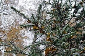 frozen winter forest