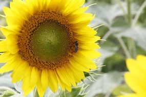 sunflower on a background of green leaves