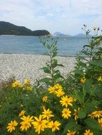 yellow flowers by the lake