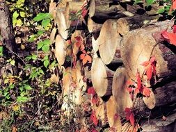 red flowers on logs