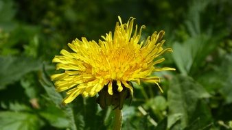 yellow dandelion at greenery