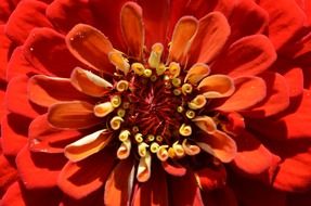 red flower close up