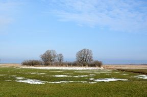 snow and black bushes on a green pasture