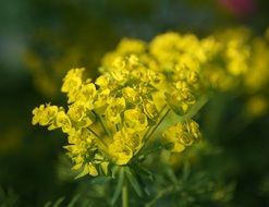 macro photo of yellow flower in the garden