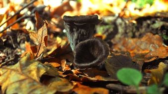 black mushrooms in dry leaves close-up on blurred background