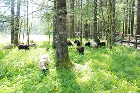 sheep in a pen in the woods