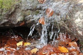 autumn leaves in creek on stone bed