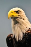 portrait of american eagle