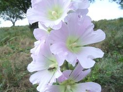 pink mallow flowers in the meadow