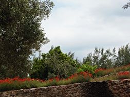 red poppies field in green areas
