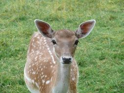 portrait of deer on green grass