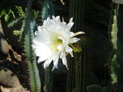 white flower of high green cactus