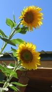 bright yellow sunflowers against a blue sky