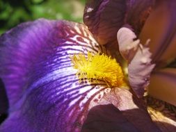 inflorescence of iris closeup