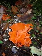 mushroom forest tree