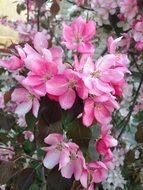 pink beautiful flowers among the dark leaves