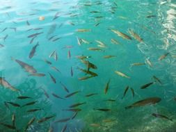 fish swarm in lake waters