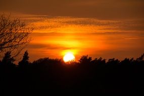 forest silhouette at yellow sunset