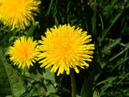 dandelion bloom