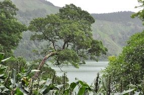landscape of trees on a sao miguel island