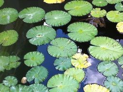 green leaves of water lily on the pond