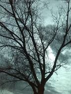 tree with dried leaves
