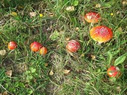 cluster of red fly agaric mushroom