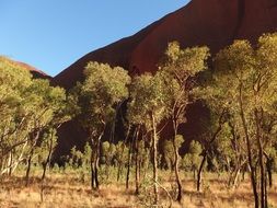 Trees in Australia