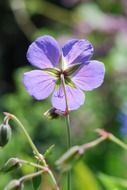 violet and purple flower blossom