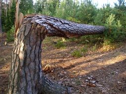 high broken tree in the forest