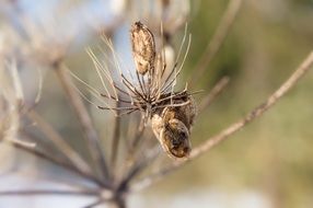 dry plant with seeds close up on blurred background